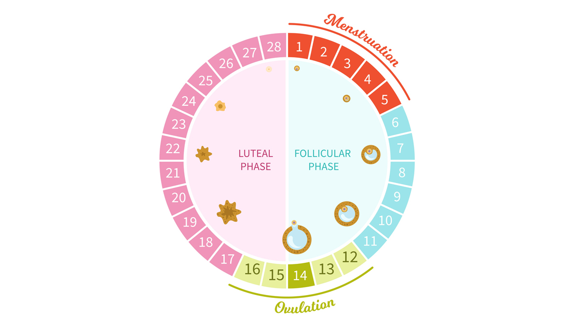 Female menstrual cycle. ciclo semillas hormonas mujer fertilidad